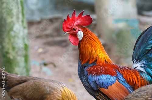 Canvas Print Colorful rooster or fighting cock  in the farm