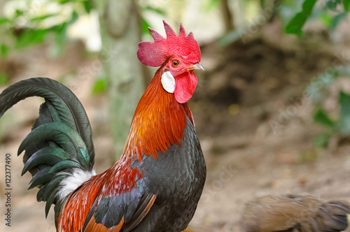 Colorful rooster or fighting cock  in the farm