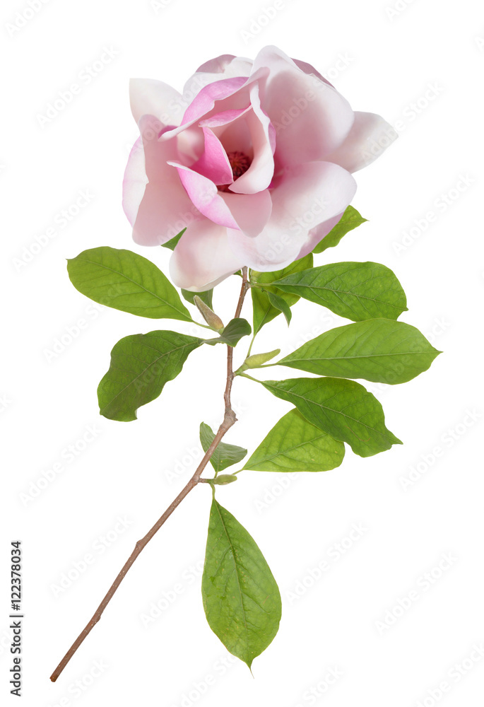Fototapeta premium magnolia flower branch isolated on white background