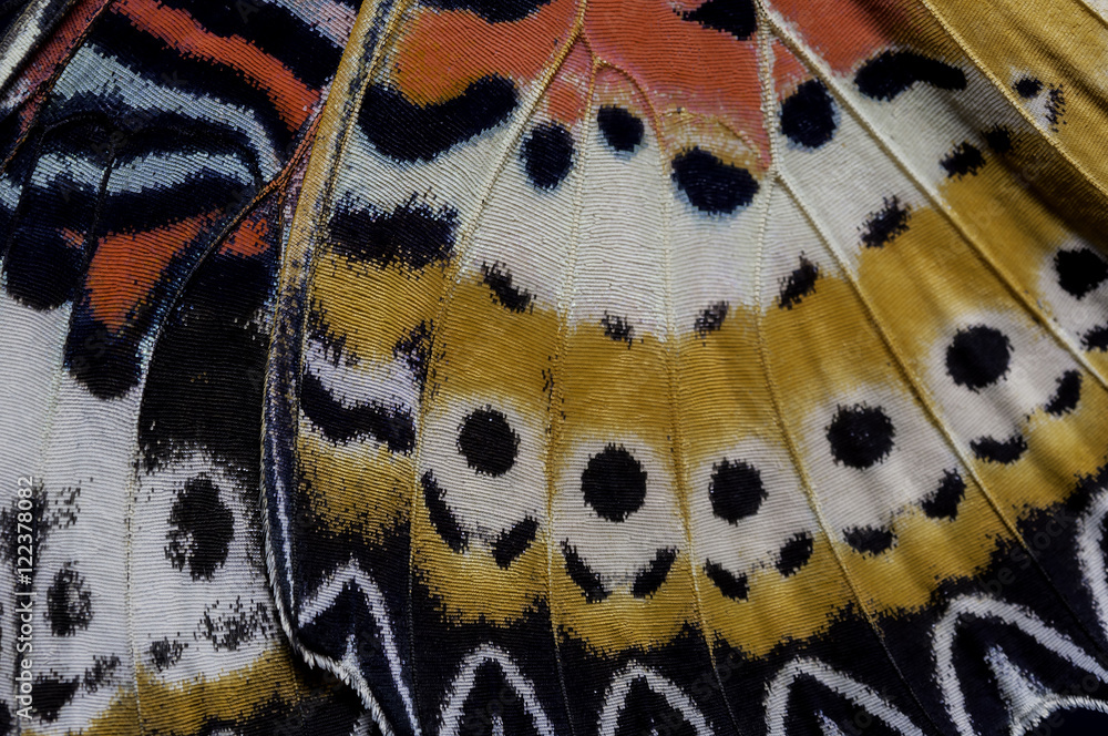 Fototapeta premium Skrzydło Leopard Lacewing (Cethosia cyane euanthes Fruhstorfer), skrzydło motyla szczegóły tekstura tło