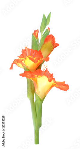 Fototapeta Naklejka Na Ścianę i Meble -  orange gladiolus