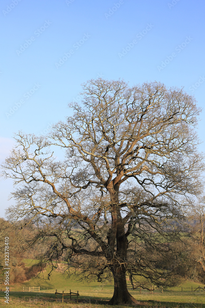 Winter tree silhouetted against a blue sky, Dartington, Devon, England, UK. Winter tree silhouetted against a blue sky, Dartington, Devon, England, UK.