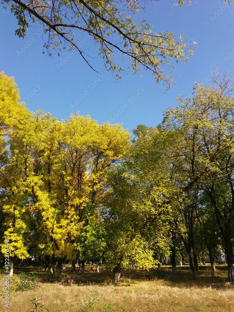 Naklejka premium Золотая осень фото