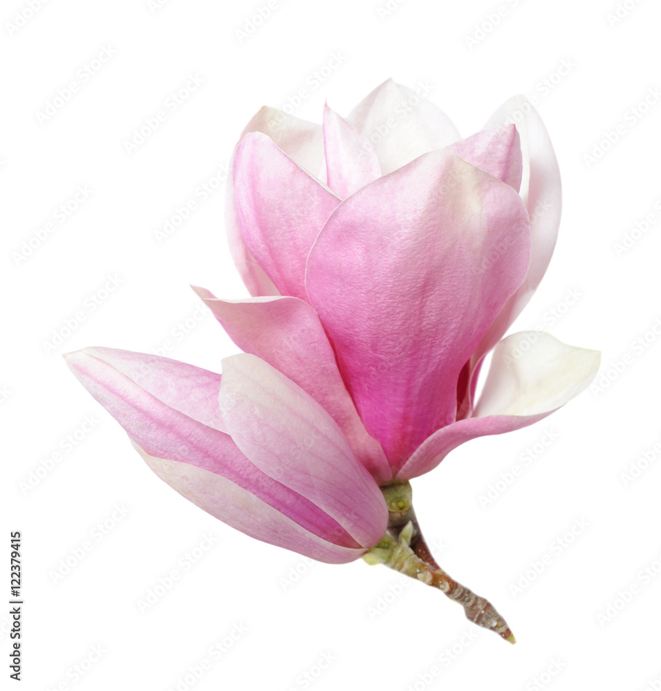 Fototapeta premium magnolia flower