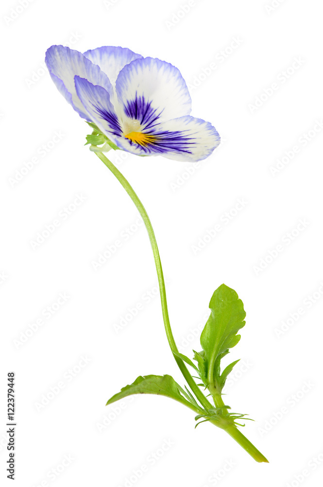 pansy flower