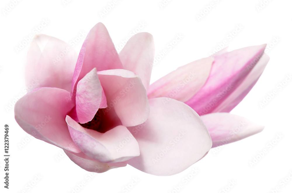 Naklejka premium two magnolia flowers