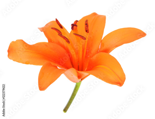 single orange lily