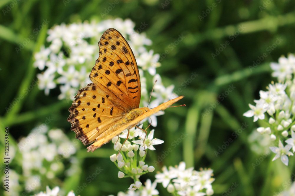 Obraz premium ニラの花の蜜を吸うツマグロヒョウモンのオス