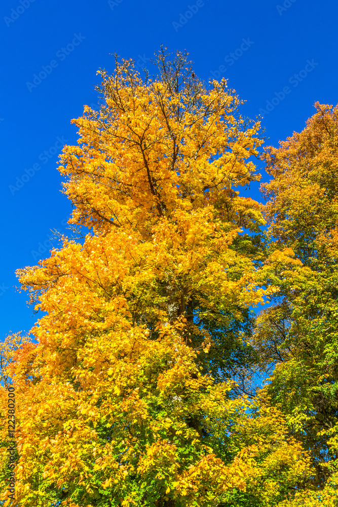 Deciduous trees with autumn colors against the blue sky