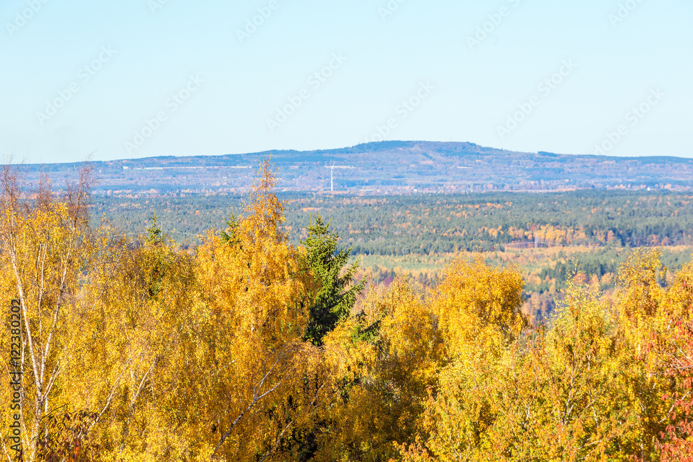 View of forest landscape in the autumn