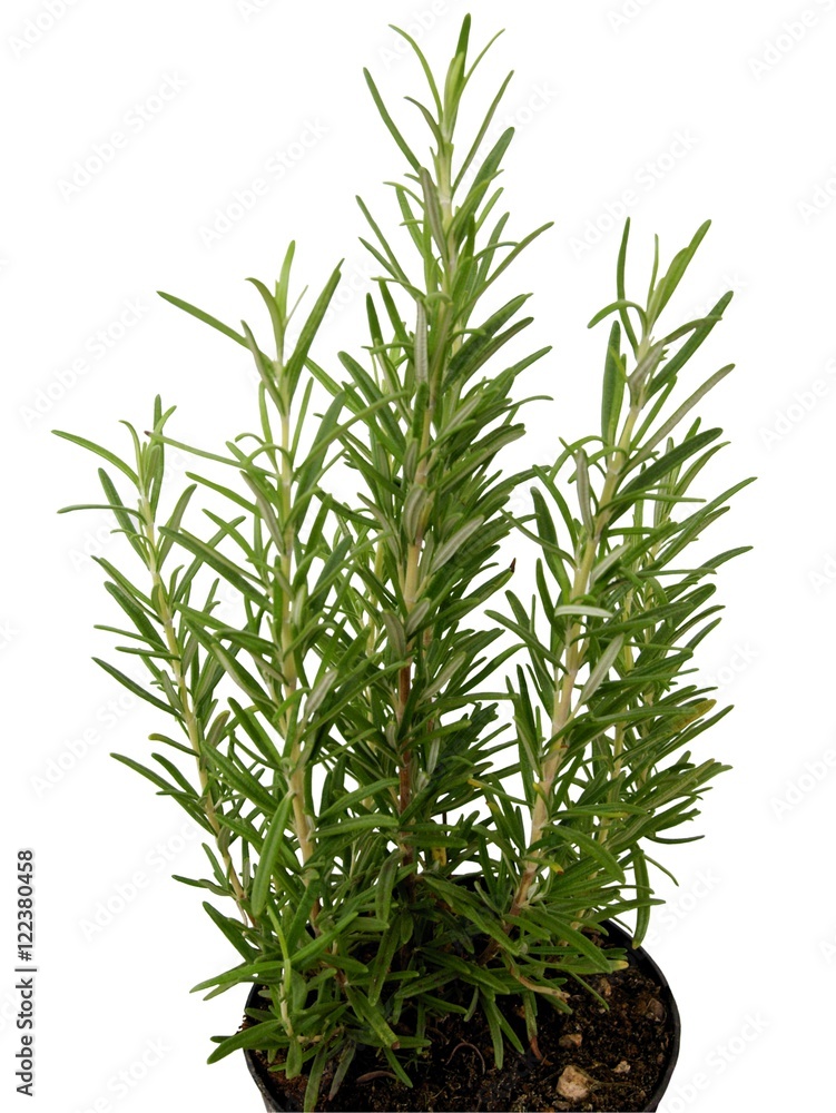 Fototapeta premium rosemary herb in pot