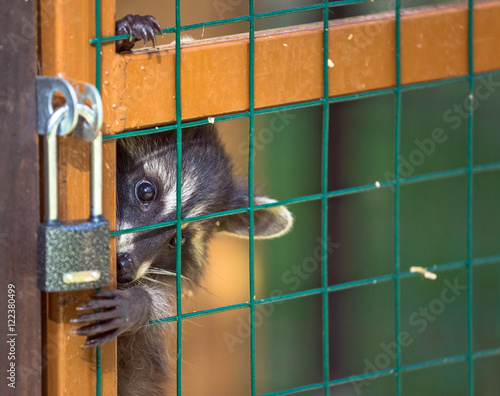 Raccoon girl tries to open a lock in its zoo jail