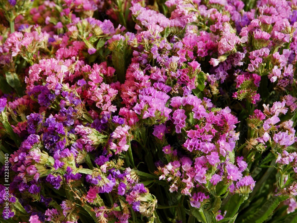 sea lavender plant with pink flowers
