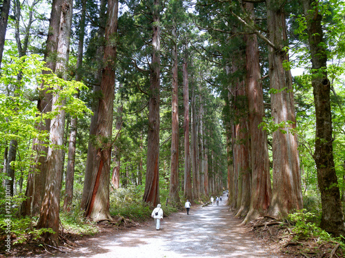 The path to Togakushi Shrine Okusha (Nagano) photo