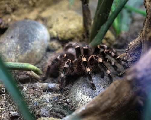 Tarantula Acanthoscurria geniculata in a terrarium