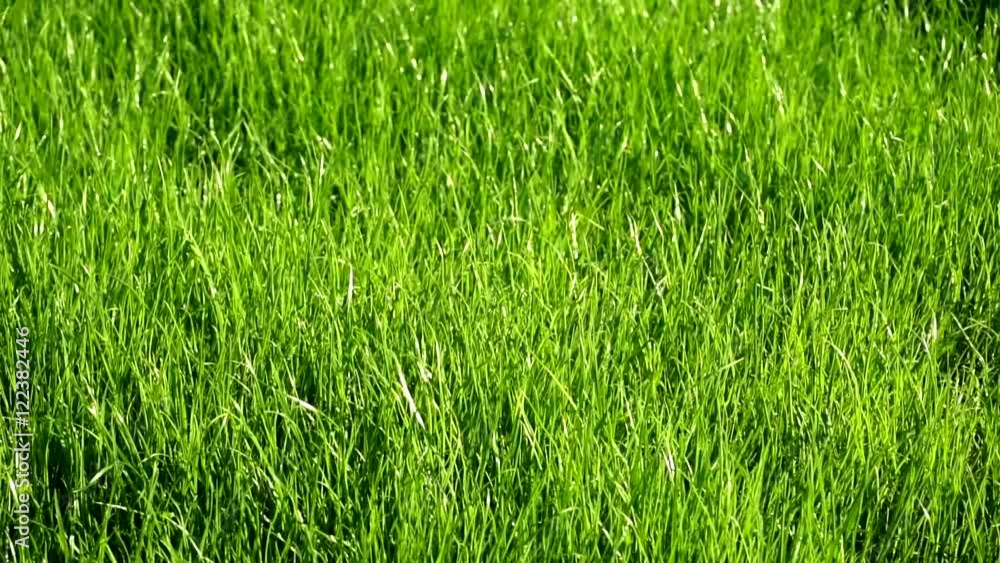 grass blades in the wind - top view still grass blades in the wind - top view still