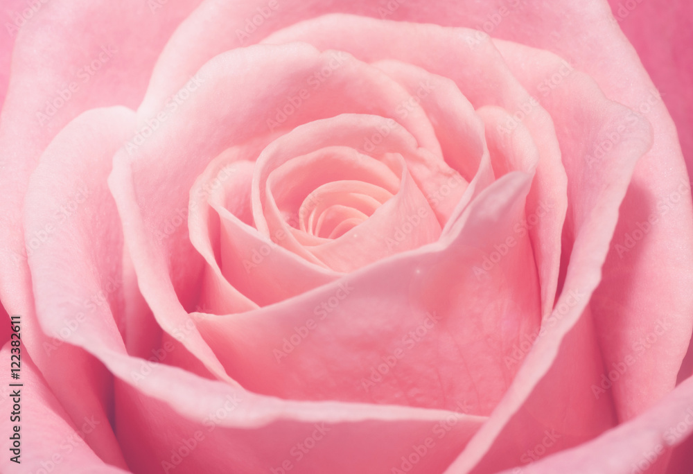 Close up macro of a pink rose