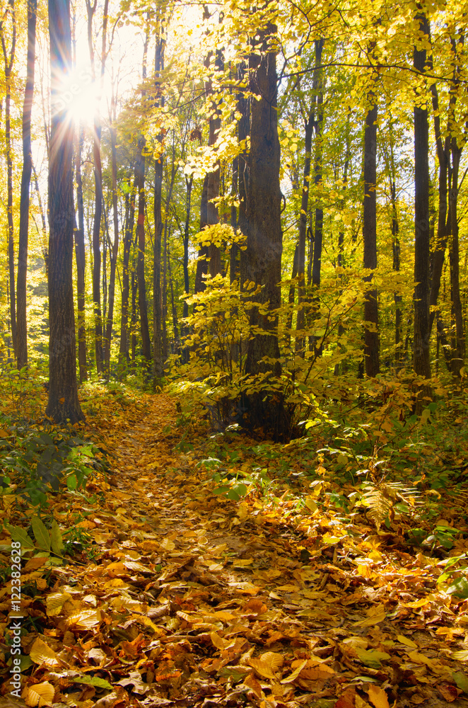 Beautiful golden autumn landscape Beautiful golden autumn landscape