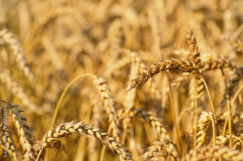 Fototapeta premium Fields of wheat at the end of summer fully ripe