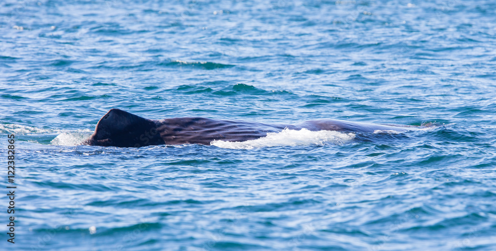 Obraz premium Large Sperm Whale near Iceland