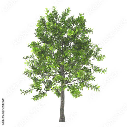 Ash tree with green leaves isolated on white background. 3D illustration.