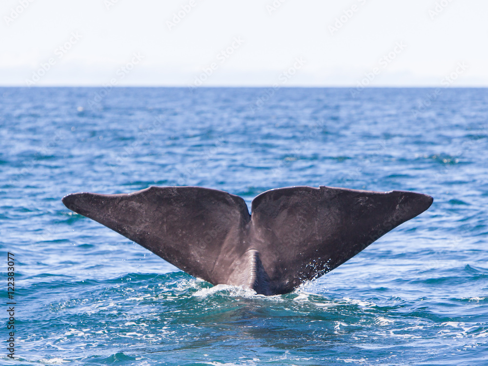 Fototapeta premium Tail of a Sperm Whale diving