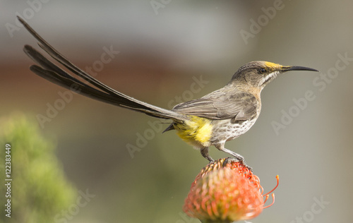 Cape Sugarbird, male, ( Promerops cafer ), on Pincushion Fynbos, Cape Town, South Africa