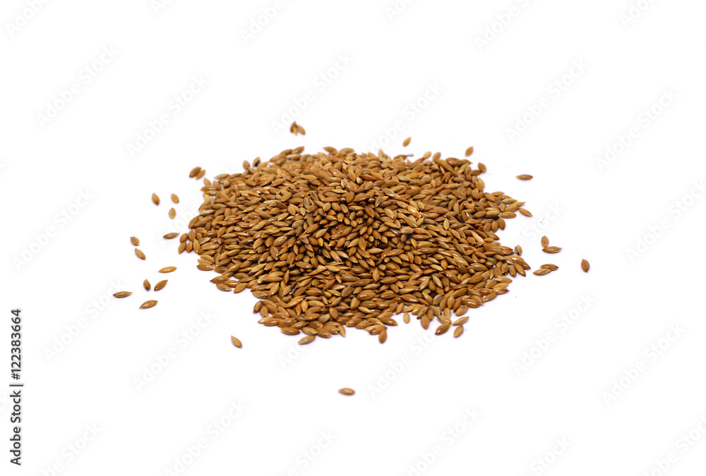 rye Secale Cereale grain on white background rye Secale Cereale grain on white background