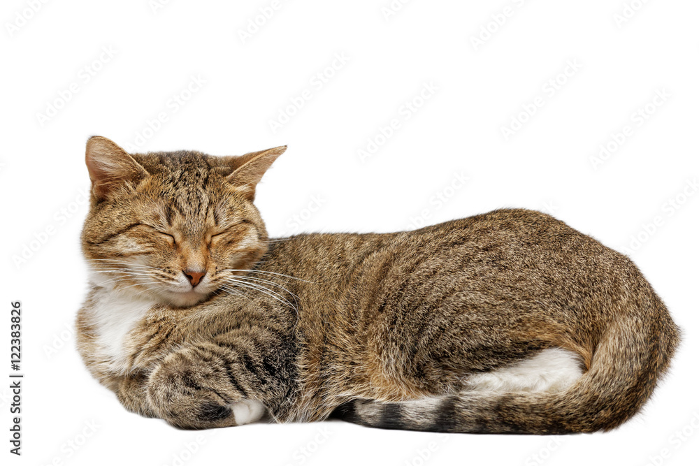 Fototapeta premium Cat dozing eyes closed and legs tucked