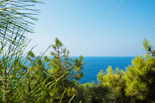 Pine tree branches with turquoise sea background  mediterranean nature