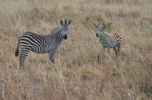 Zebras in the savannah in the Selous game reserve in Tanzania east Africa