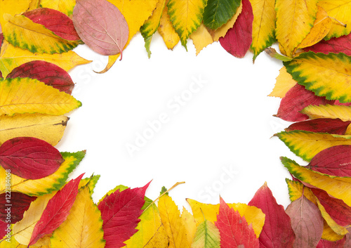 Group of colorful autumn leaves isolated on white background