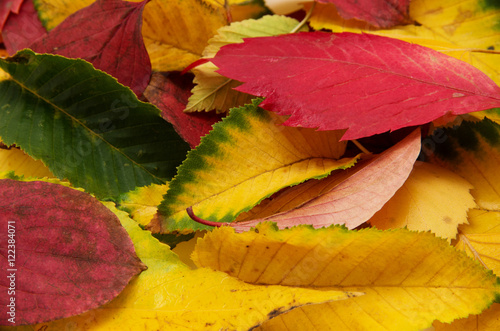 Group of colorful autumn leaves background
