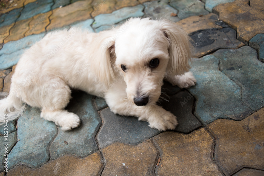 cute maltese dog on floor