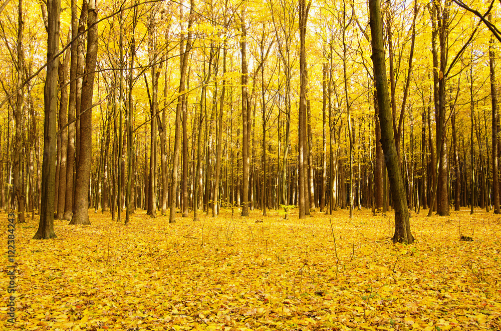 Obraz premium Beautiful golden autumn landscape