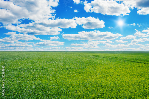 Image of green grass field and bright blue sky © nata777_7