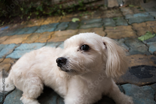 cute maltese dog on floor
