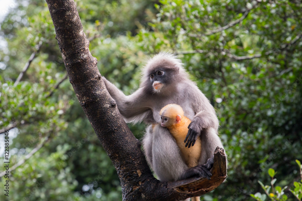 Obraz premium Langur or Dusky leaf monkey is residents in Thailand (Trachypithecus obscurus). Image is Soft focus.Image contain certain grain or noise.