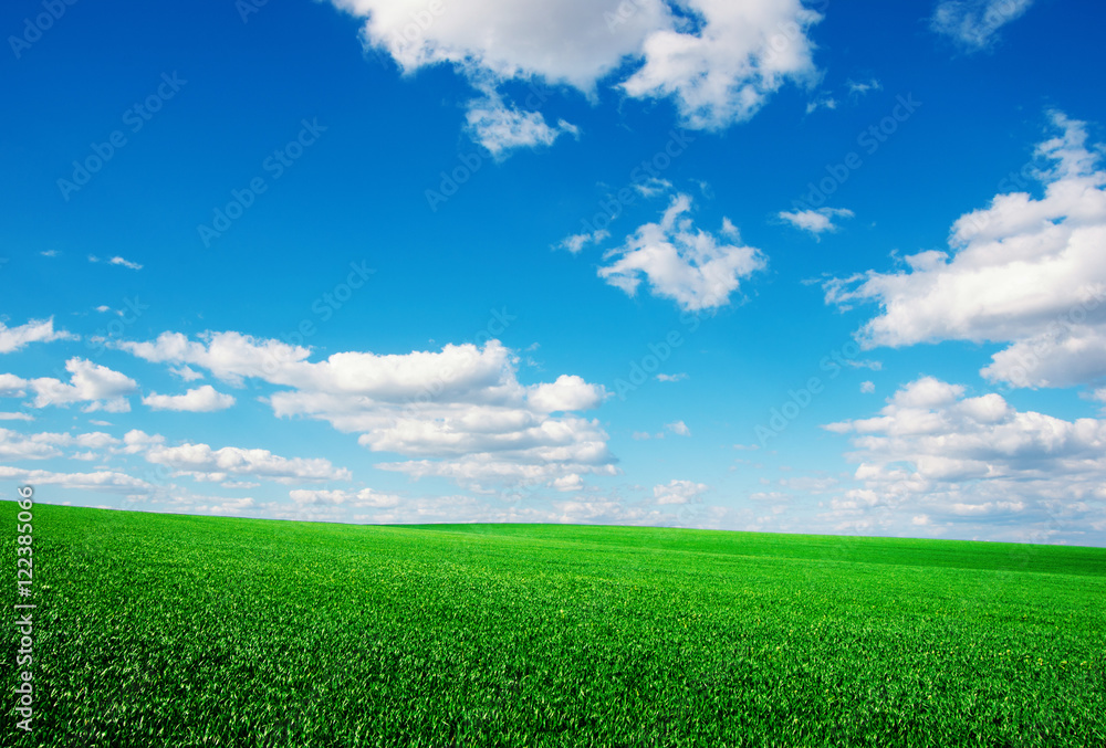 Image of green grass field and bright blue sky Image of green grass field and bright blue sky