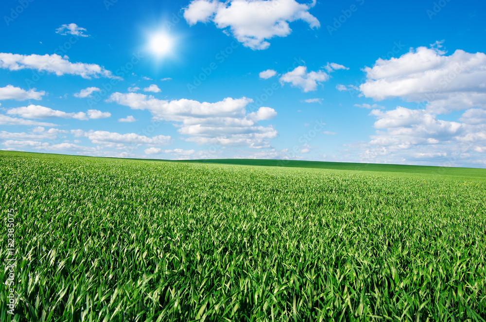 Image of green grass field and bright blue sky Image of green grass field and bright blue sky