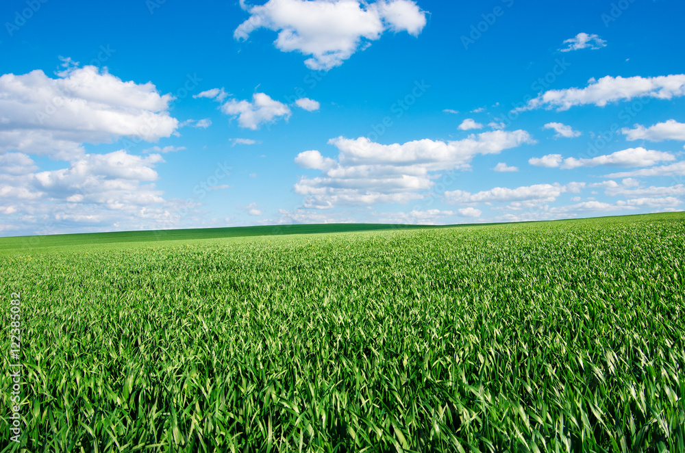 Image of green grass field and bright blue sky Image of green grass field and bright blue sky