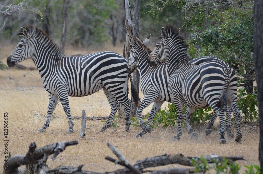 Zebras in the savannah in the Selous game reserve in Tanzania east Africa Zebras in the savannah in the Selous game reserve in Tanzania east Africa