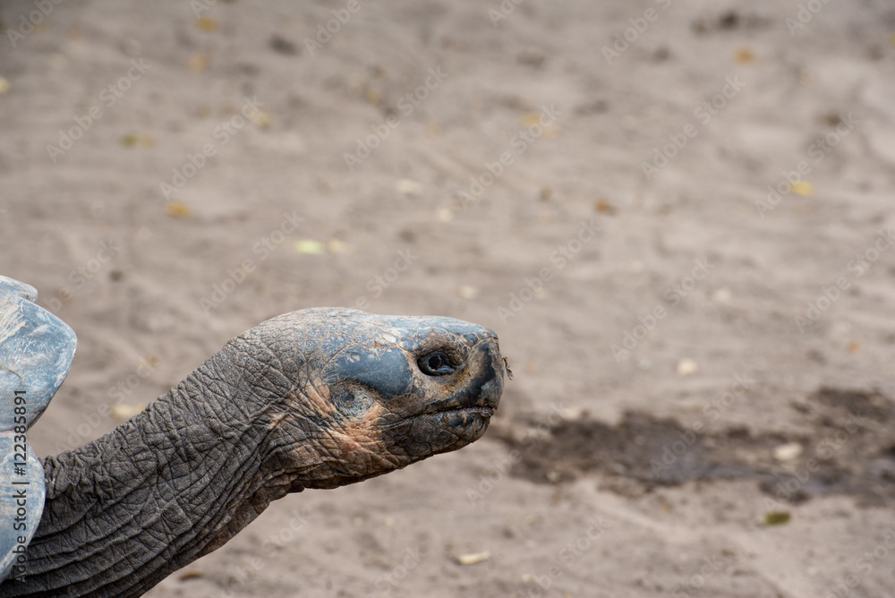 Obraz premium ゾウガメ