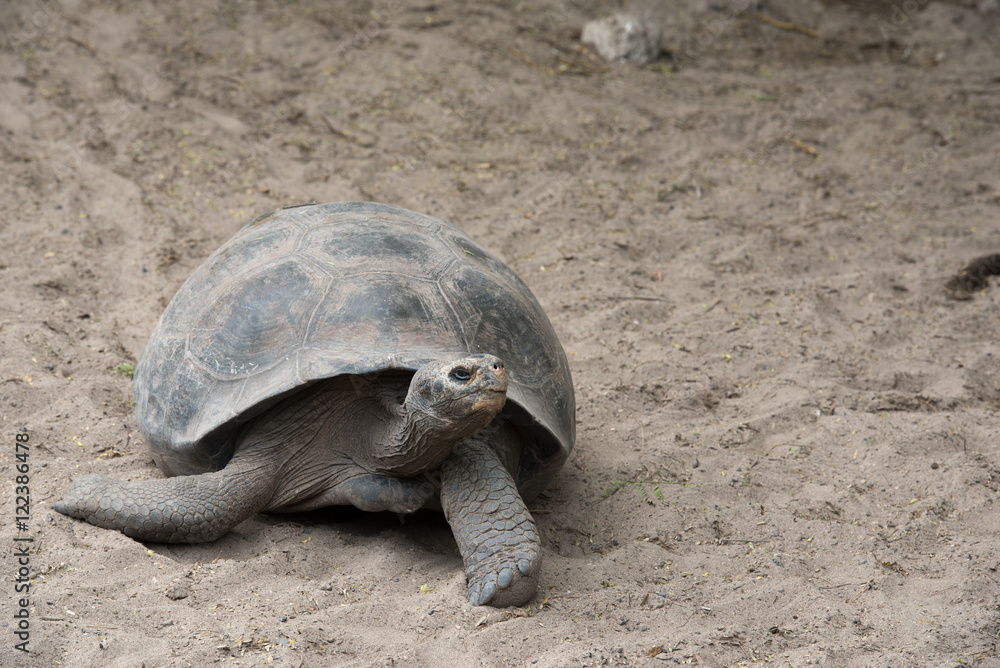 Fototapeta premium ゾウガメ