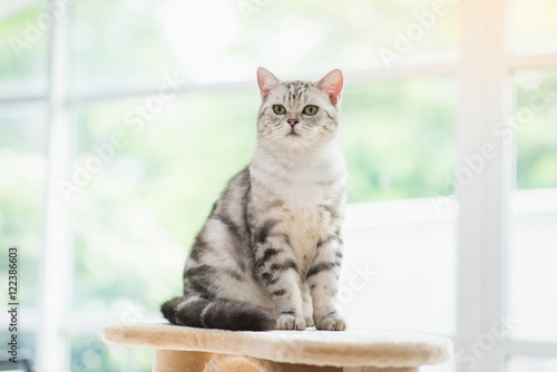 Fototapeta Naklejka Na Ścianę i Meble -  cat looking up on cat tower