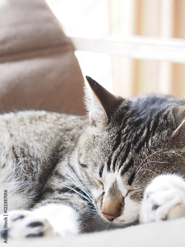 昼寝する猫
昼寝する猫
