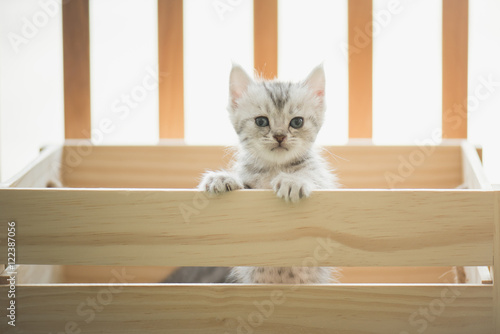 tabby kittens looking in a wood box