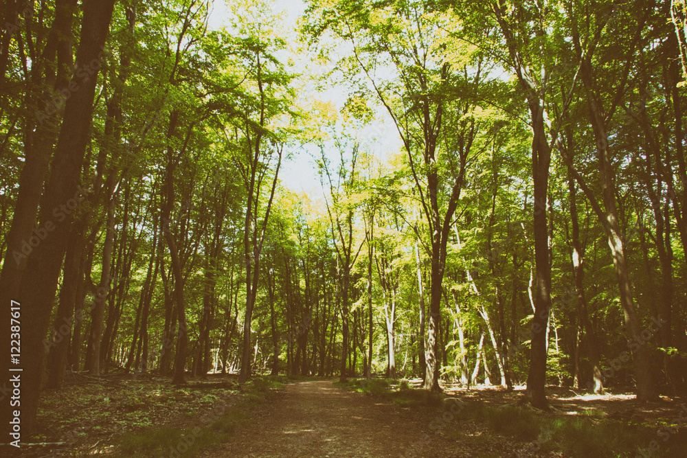 Obraz premium Countryside walk with path winding through trees