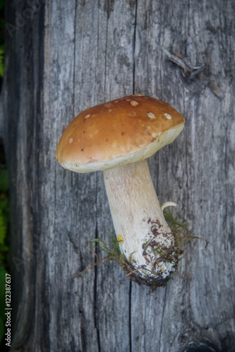 mushroom on wooden background