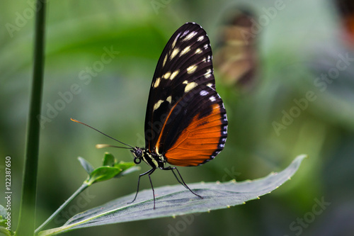 Tiger longwing butterfly © veroja